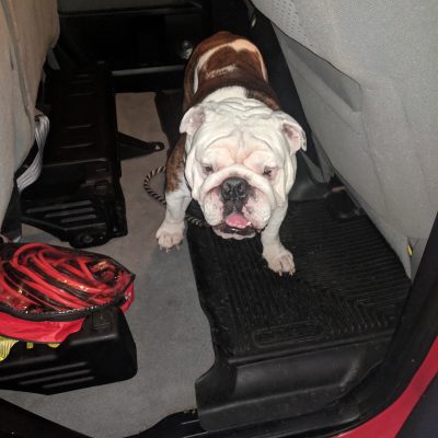 Husky Liner Tundra Test Dog